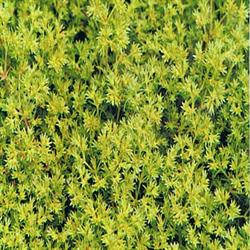 Scleranthus Bach Flower Remedy - Greenlands Health Store