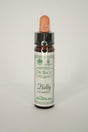 Holly Bach Flower Remedy - Greenlands Health Store