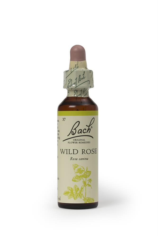 Bach Original Flower Remedies Rock Wild Rose 20ml - Greenlands Health Store