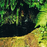 Rock Water Bach Flower Remedy - Greenlands Health Store