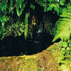 Rock Water Bach Flower Remedy - Greenlands Health Store